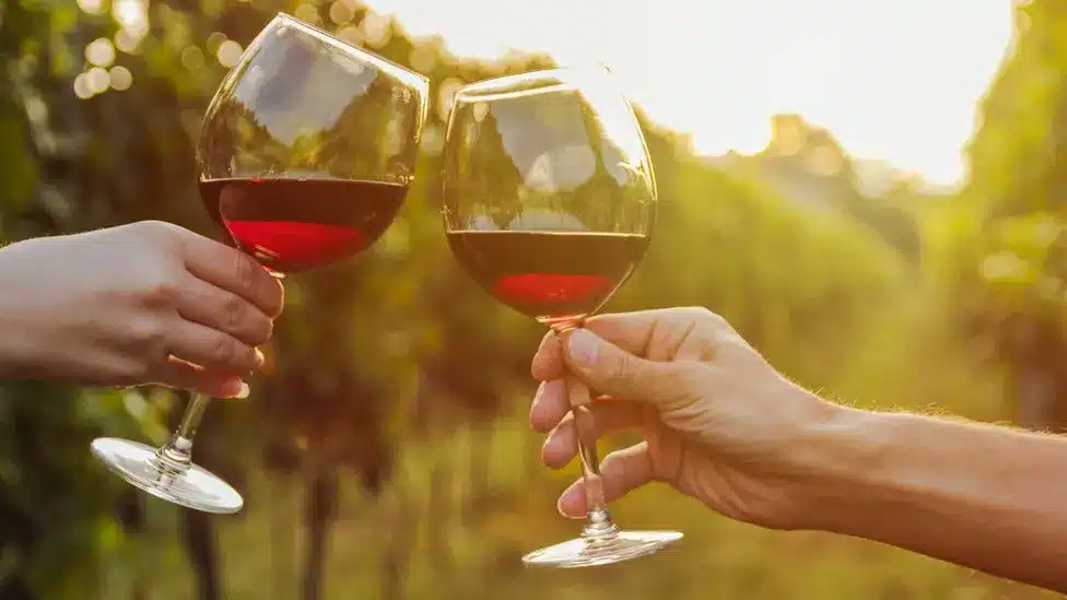Viñedos
