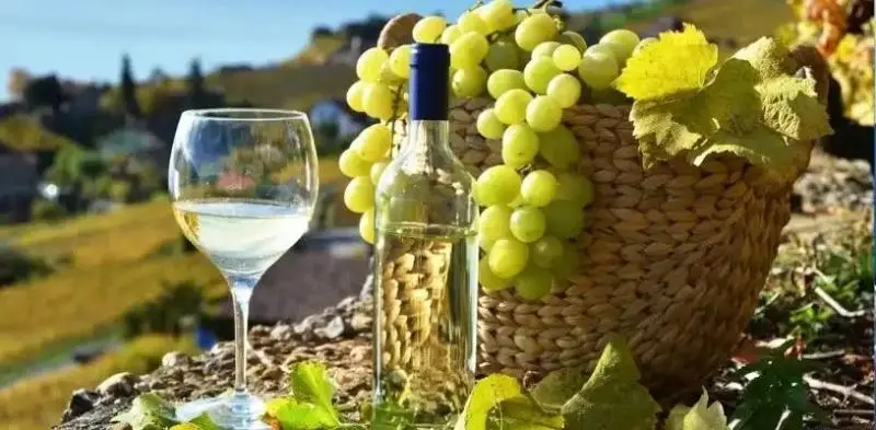 Características del Pisco | Pisco Puro, Mosto Verde y Acholado