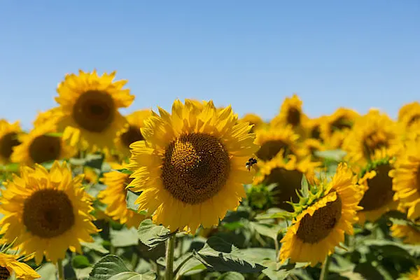 Cuándo es el Día de las Flores Amarillas en Perú